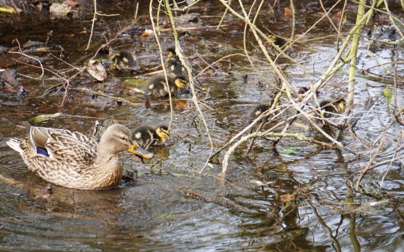 moedereend met kleine eendjes