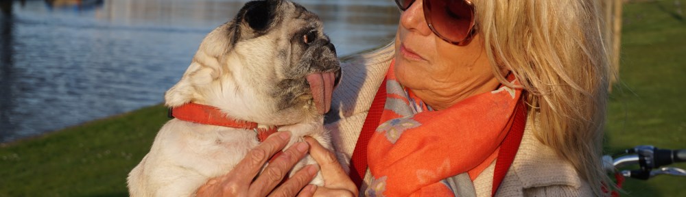 HOND MET HELE GROTE TONG, ENORME TONG, KLEIN HONDJE, FRANSE BULLDOG MET ENORME TONG