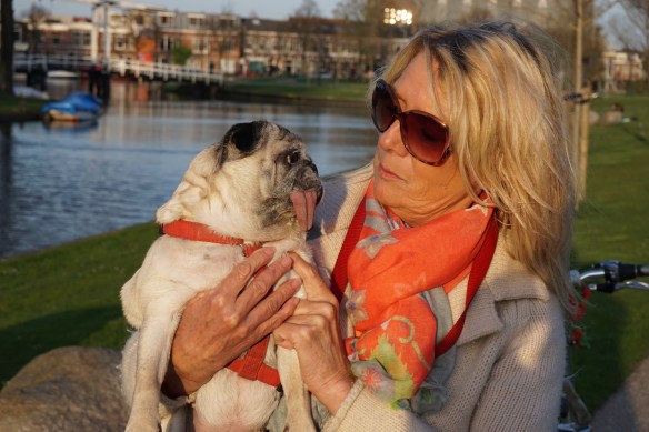 HOND MET HELE GROTE TONG, ENORME TONG, KLEIN HONDJE, FRANSE BULLDOG MET ENORME TONG
