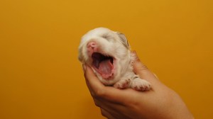 I'm so tired, ik ben zo moe, vermoeidheid, doodmoe, gapen, slapen, uitgeput