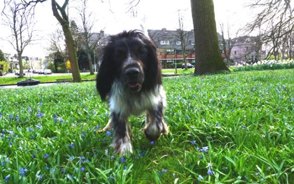 hondje tussen bloemen, jachthond, blauwe bloemen, bolletjes, voorjaar, plantsoen