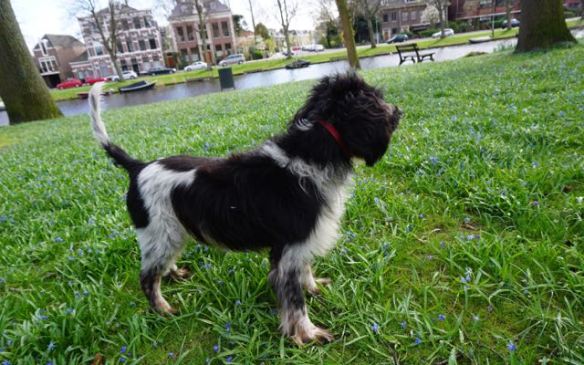 hondje tussen bloemen, jachthond, blauwe bloemen, bolletjes, voorjaar, plantsoen