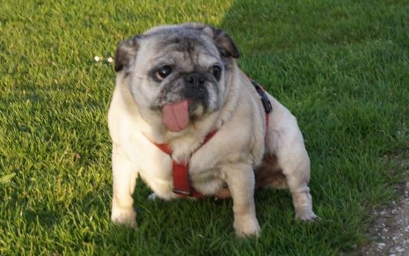 HOND MET HELE GROTE TONG, ENORME TONG, KLEIN HONDJE, FRANSE BULLDOG MET ENORME TONG