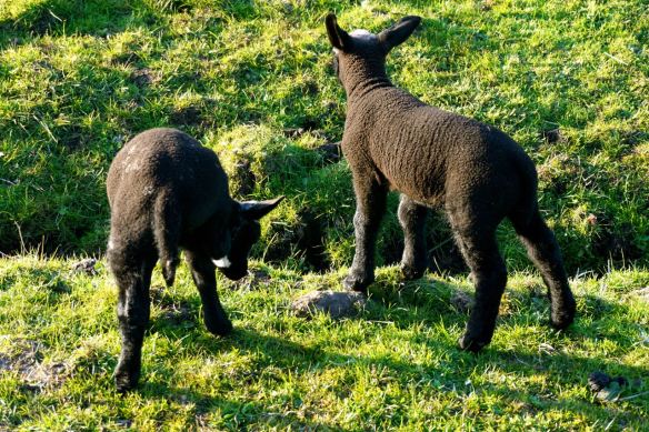 lammetjes1