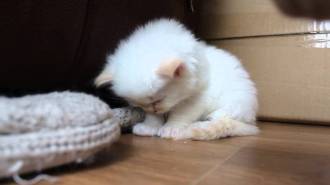 I'm so tired, ik ben zo moe, vermoeidheid, doodmoe, gapen, slapen, uitgeput