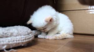 I'm so tired, ik ben zo moe, vermoeidheid, doodmoe, gapen, slapen, uitgeput