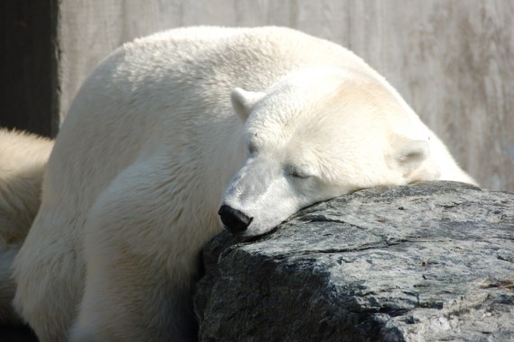 I'm so tired, ik ben zo moe, vermoeidheid, doodmoe, gapen, slapen, uitgeput