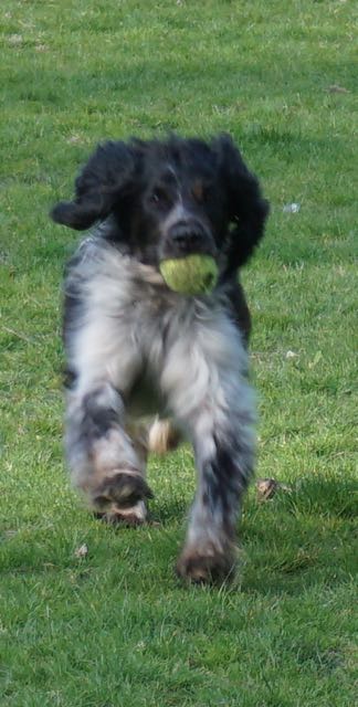 ysbrandt, HONDJE MET BAL,