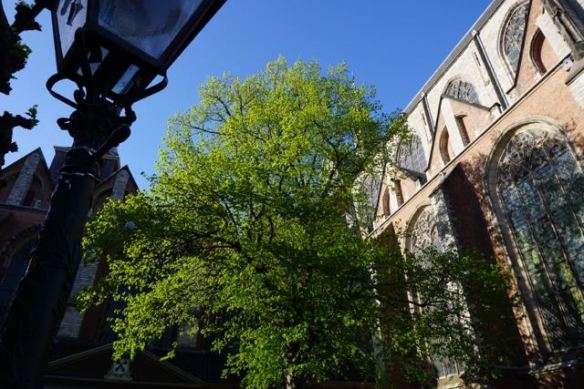 BOOM, lichtgevende boom