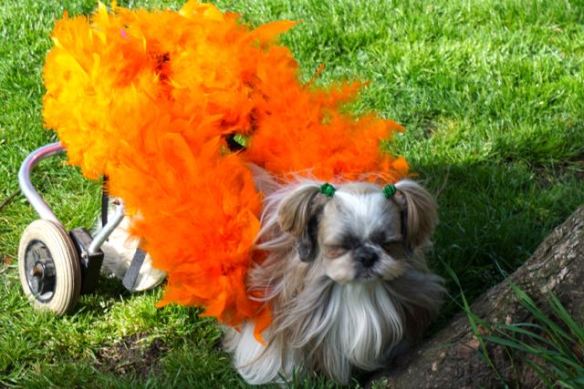 HONDJE OP BEVRIJDINGSDAG