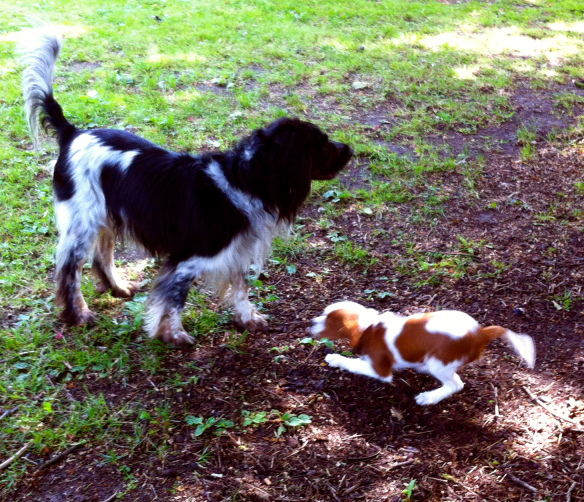 JOEP, Cavalier King Charles Spaniel, In mandje