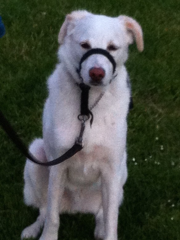 MEISJE MET HOND ZONDER STAART, BIJZONDERE HOND