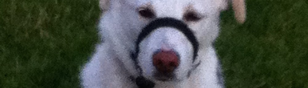 Een apart exemplaar: Sammie, de Roemeense eeuwige pup zonder staart!