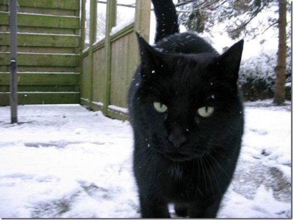 zwarte kater,