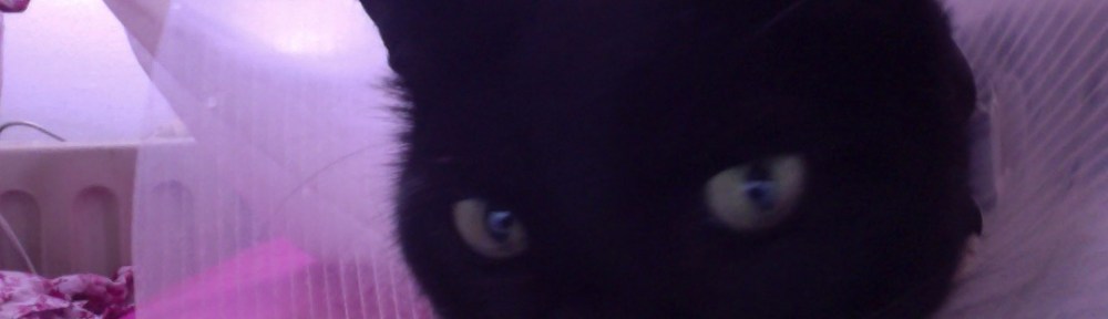 zwarte kater met kap. zieke kat, zwarte kat, dier met kap