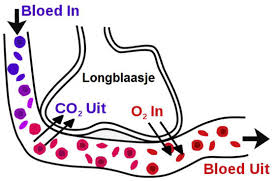 adem, adem is leven, inademen en uitademen, breathe, 