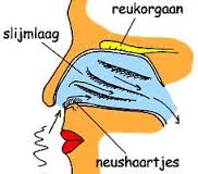 adem, adem is leven, inademen en uitademen, breathe, 