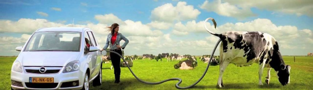 metaangas, koeienscheten, auto's rijden op koeienscheten