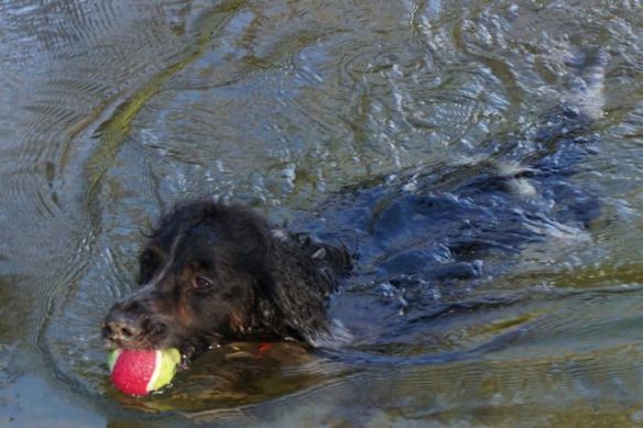 hondje in zee, spelen met bal, strand, branding, hond, jachthond aan het werk