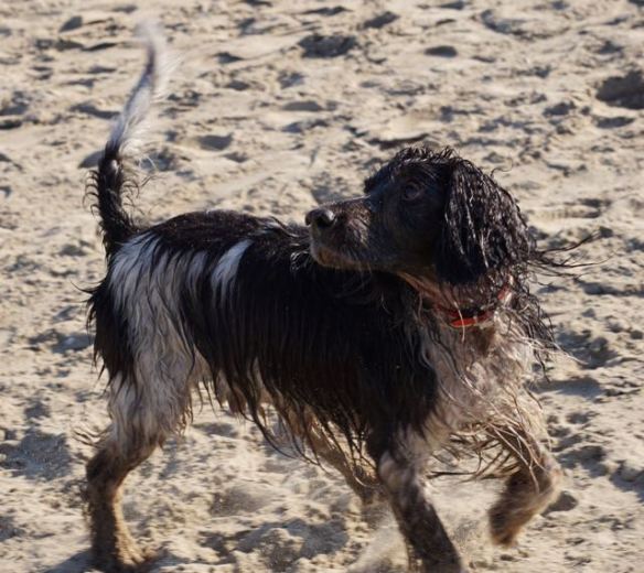 hondje in zee, spelen met bal, strand, branding, hond, jachthond aan het werk
