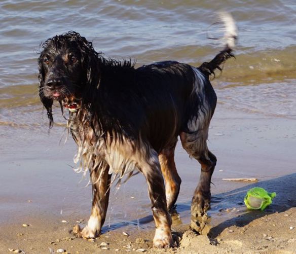 hondje in zee, spelen met bal, strand, branding, hond, jachthond aan het werk