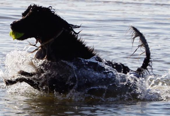 hondje in zee, spelen met bal, strand, branding, hond, jachthond aan het werk