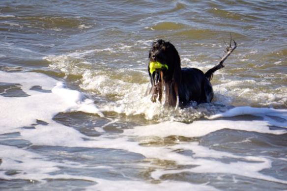 hondje in zee, spelen met bal, strand, branding, hond, jachthond aan het werk