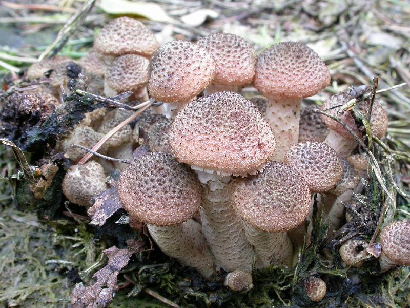 Armillaria ostoyae, Sombere honingzwam