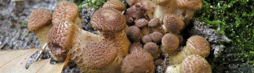 Armillaria ostoyae, Sombere honingzwam