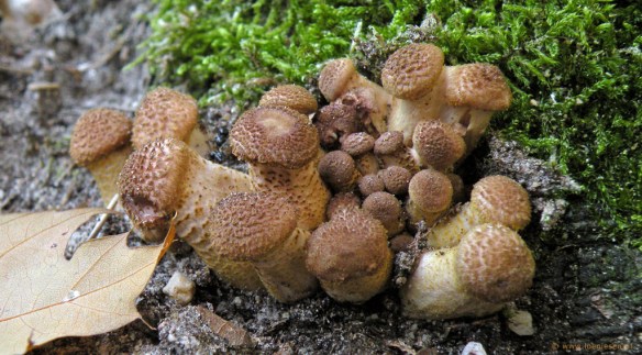 Armillaria ostoyae, Sombere honingzwam