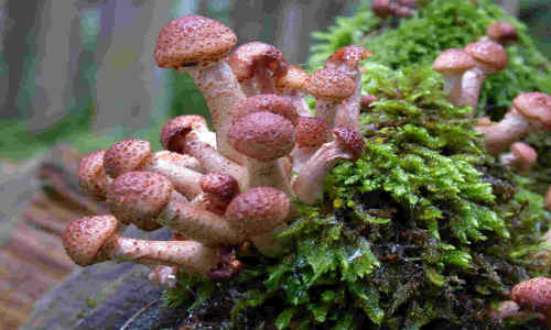 Armillaria ostoyae, Sombere honingzwam