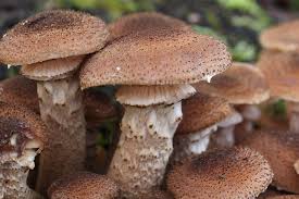 Armillaria ostoyae, Sombere honingzwam