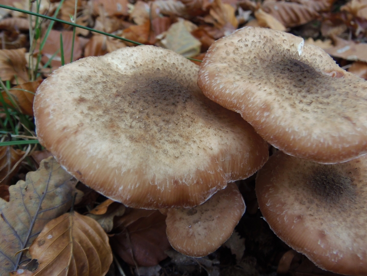 Armillaria ostoyae, Sombere honingzwam