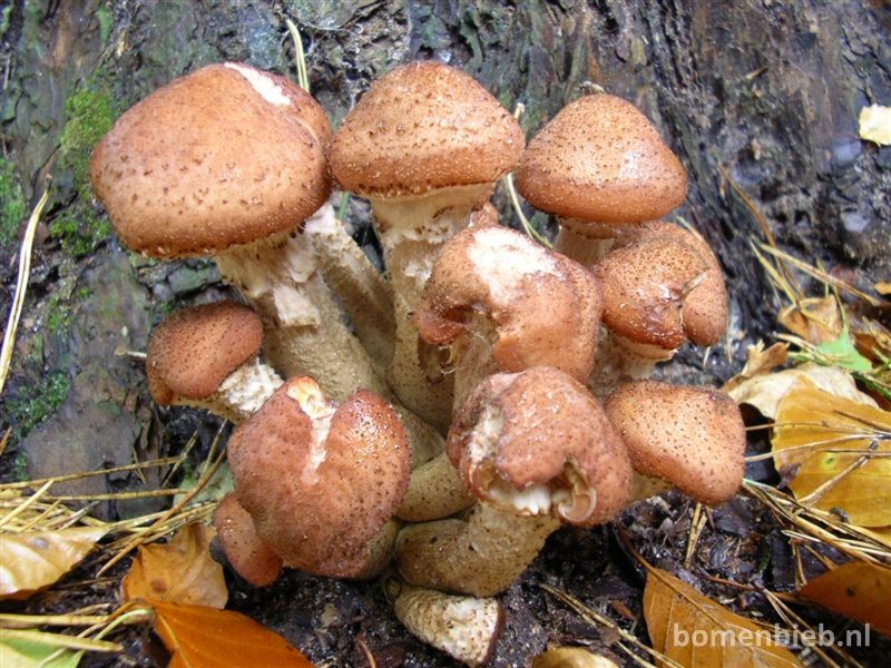 Armillaria ostoyae, Sombere honingzwam