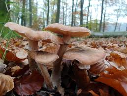 Armillaria ostoyae, Sombere honingzwam