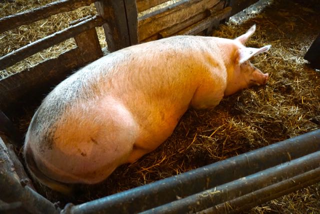 hoogzwanger, dus lekker slapen