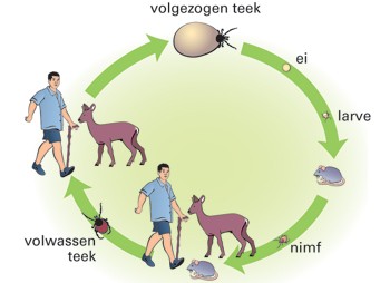 LYME DISEASE, ZIEKTE VAN LYME, lyme borreliosis,