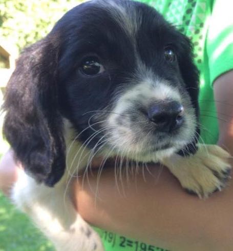 HONDJES, engelse springer spaniël,