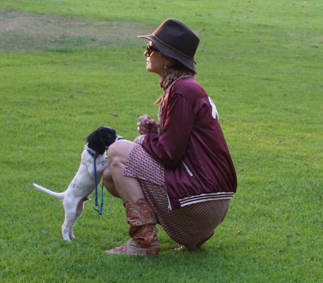 HONDJES, engelse springer spaniël