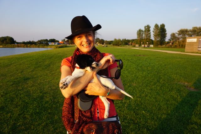 HONDJES, engelse springer spaniël