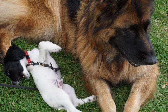 HONDJES, engelse springer spaniël,