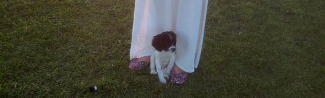 HONDJES, engelse springer spaniël,