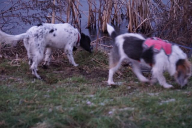 HONDJES, engelse springer spaniël