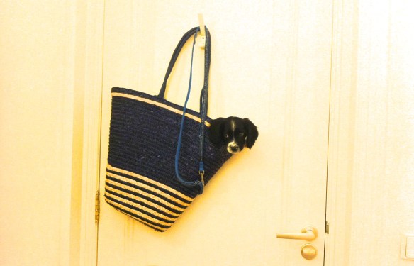 HONDJES, engelse springer spaniël