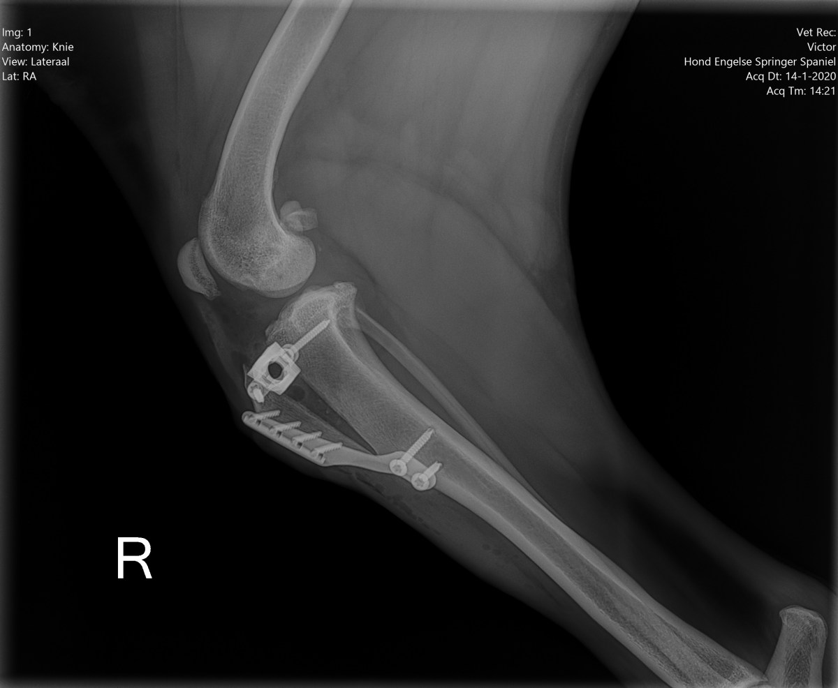 ‘Rustig aan, dan breekt het lijntje niet’ is niks voor VikThor. Als ik