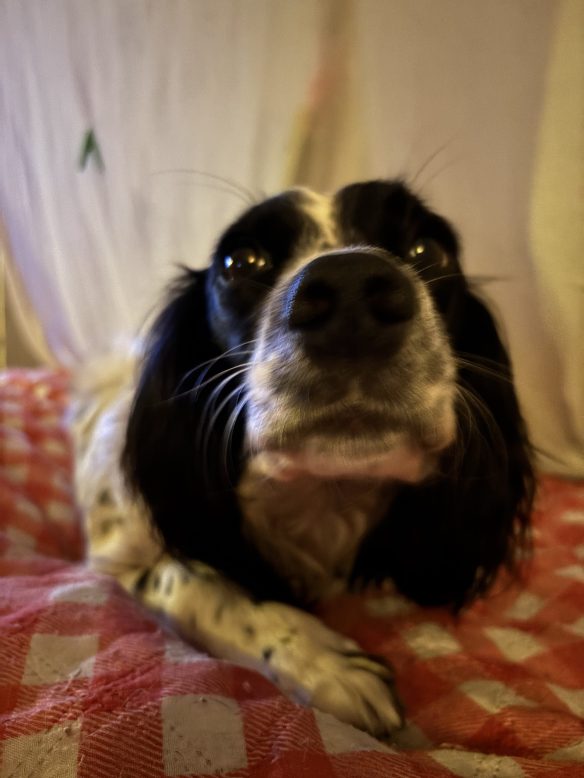 ©Toverheks.com